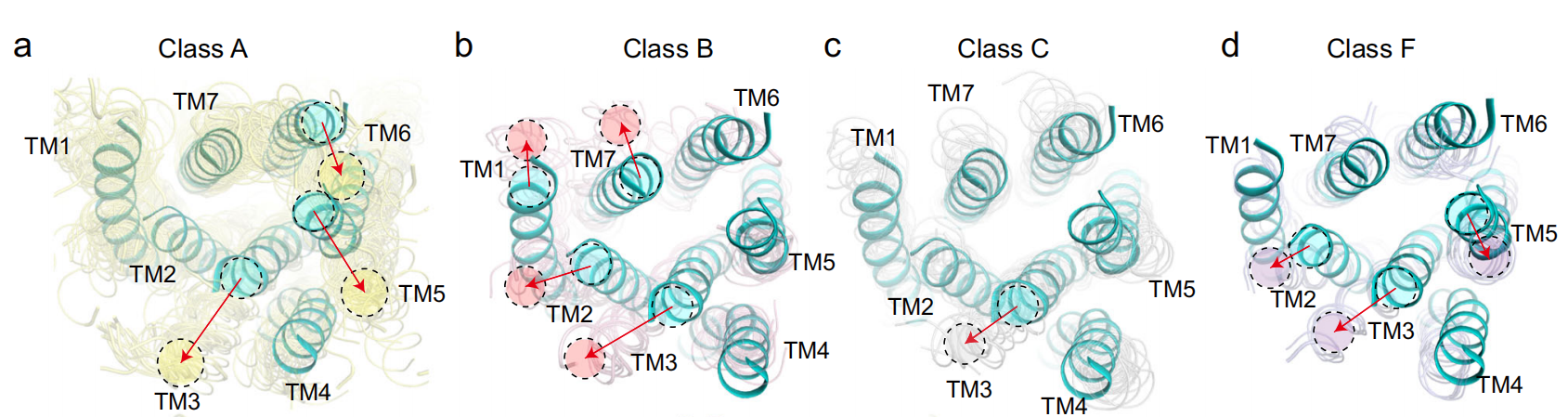 The binding mechanism of an anti multiple myeloma antibody to the human GPRC5D homodimer